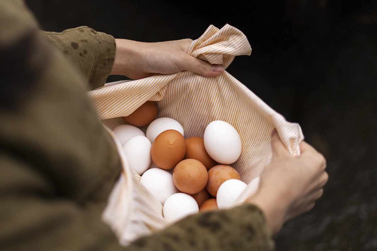 雞蛋/沙門氏桿菌
